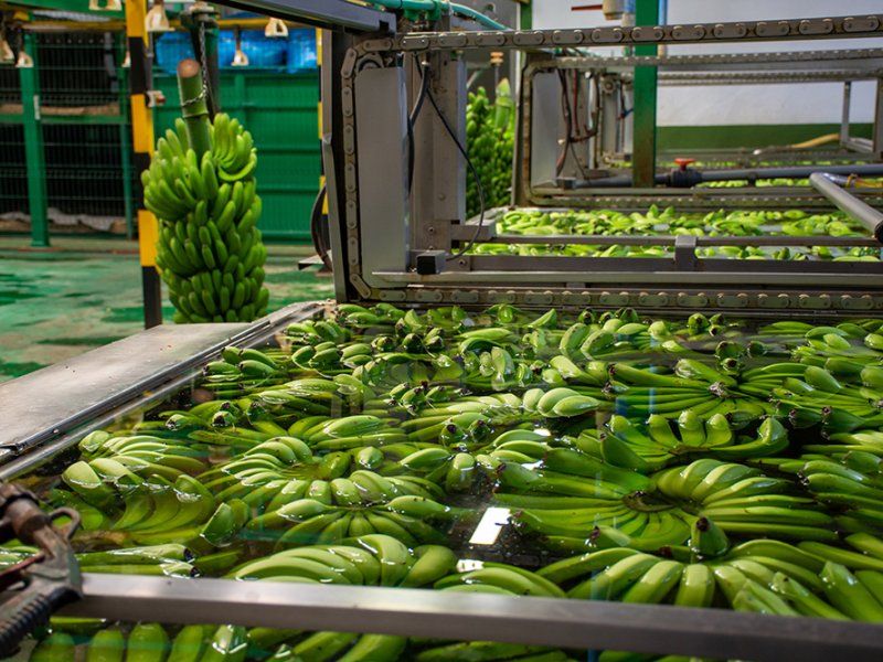 Packhouse practices for bananas